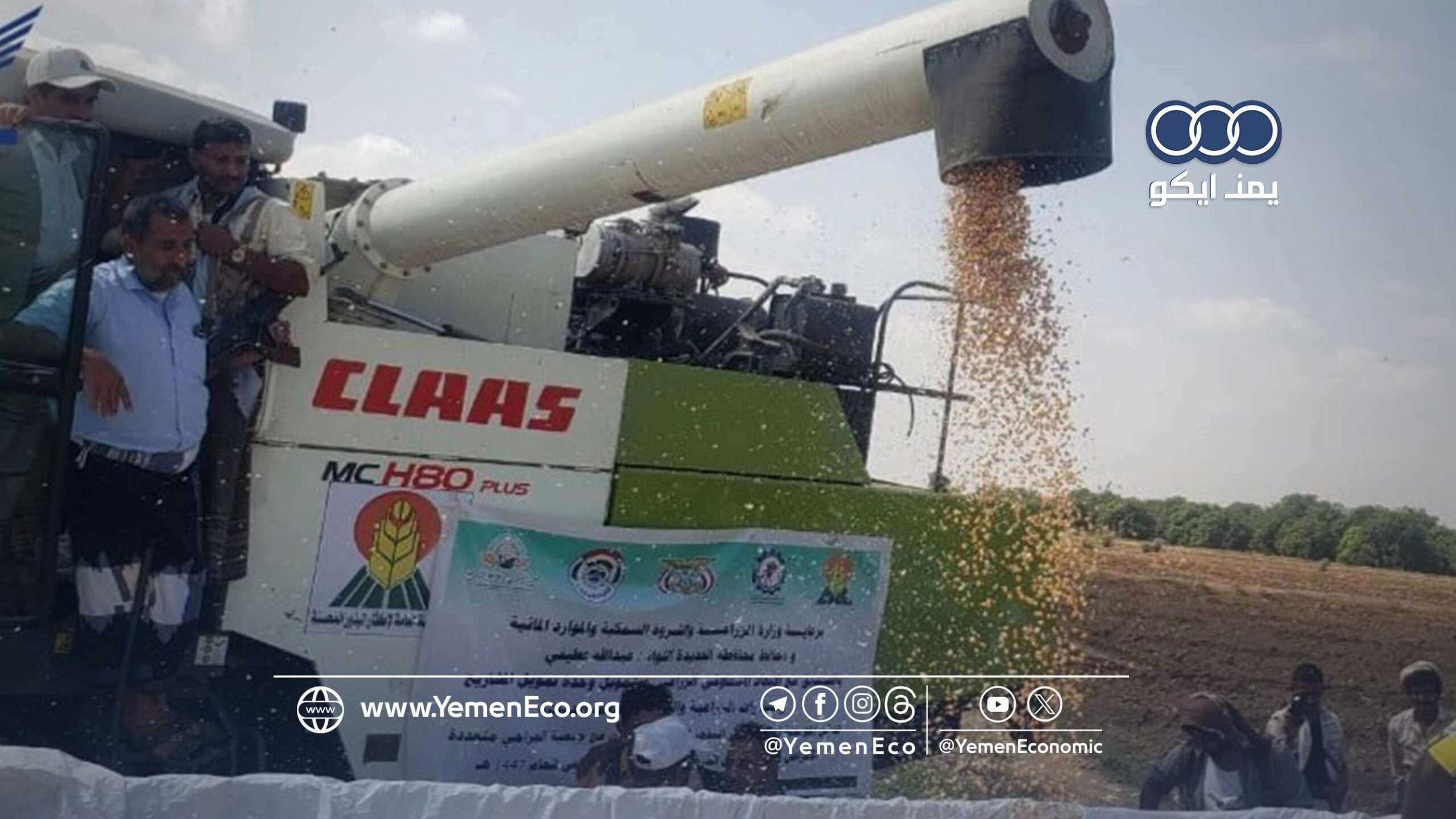 انطلاق موسم حصاد الذرة الشامية في مديرية الجراحي بمحافظة الحديدة