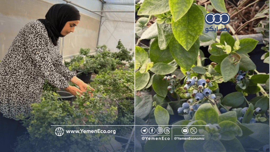 يُزرع لأول مرة في الضفة الغربية.. مهندسة فلسطينية تصنع سوقاً جديداً للتوت الأزرق